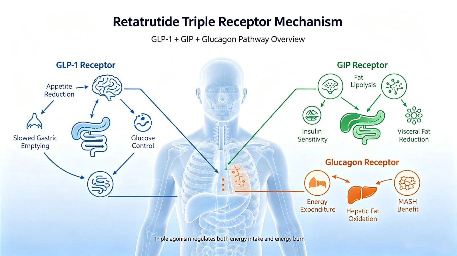 retatrutide-triple-receptor-mechanism-diagram-ai-anchor-v1webp retatrutide-triple-receptor-mechanism-diagram-ai-anchor-v1webp
